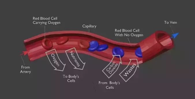 3D Model of Capillary Cross Section 3D model