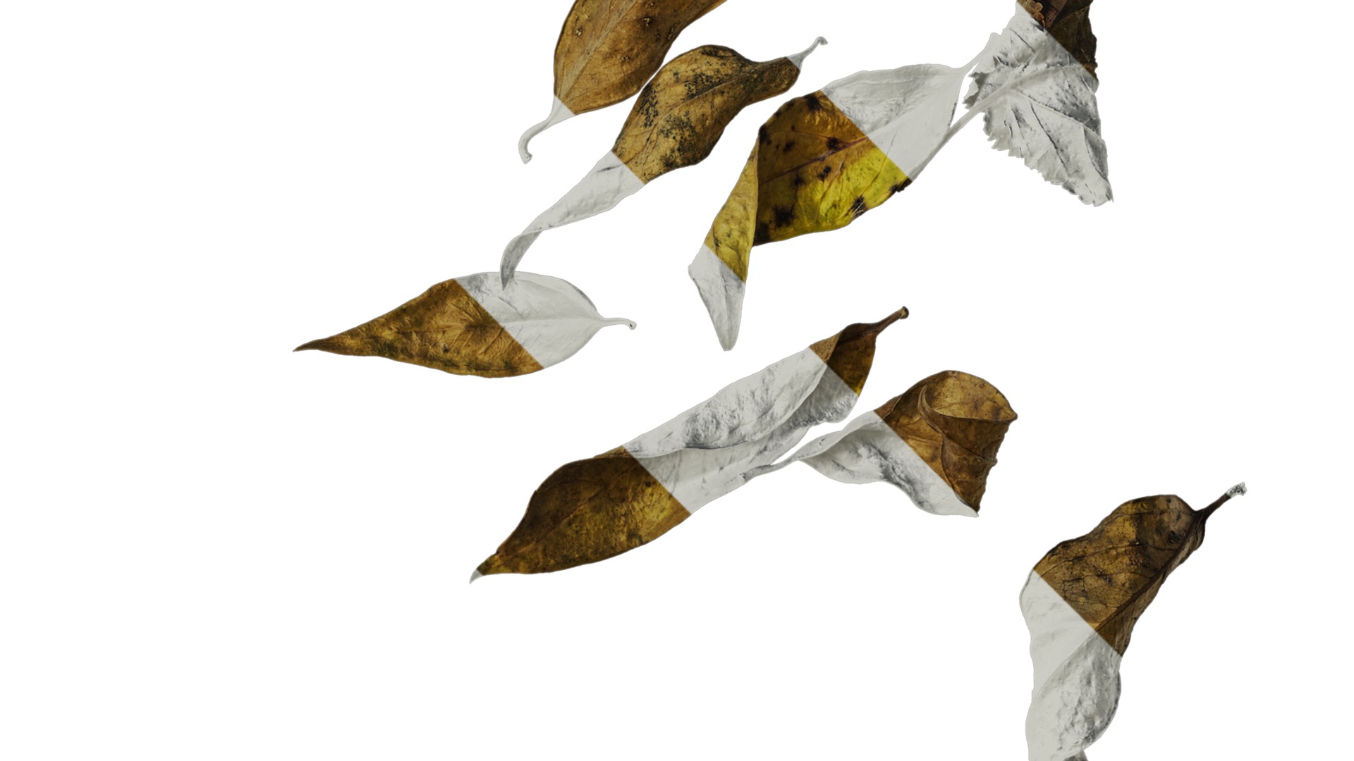 Anydrafts Dead leaves 02 Texture_2