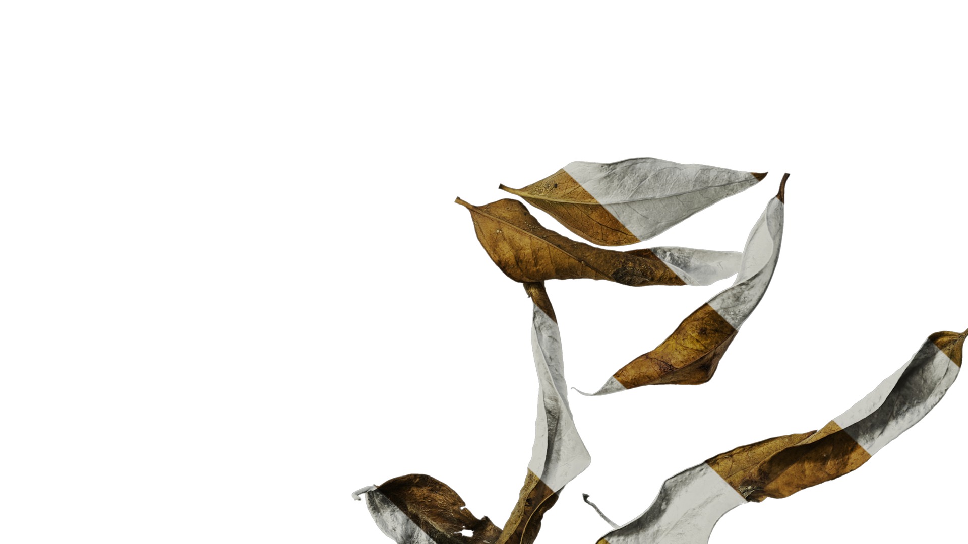 Anydrafts Dead leaves 02 Texture_6