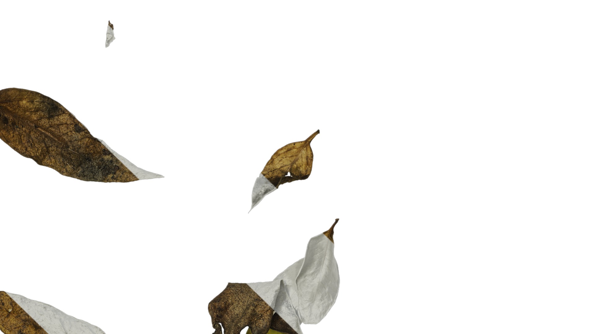 Anydrafts Dead leaves 02 Texture_1