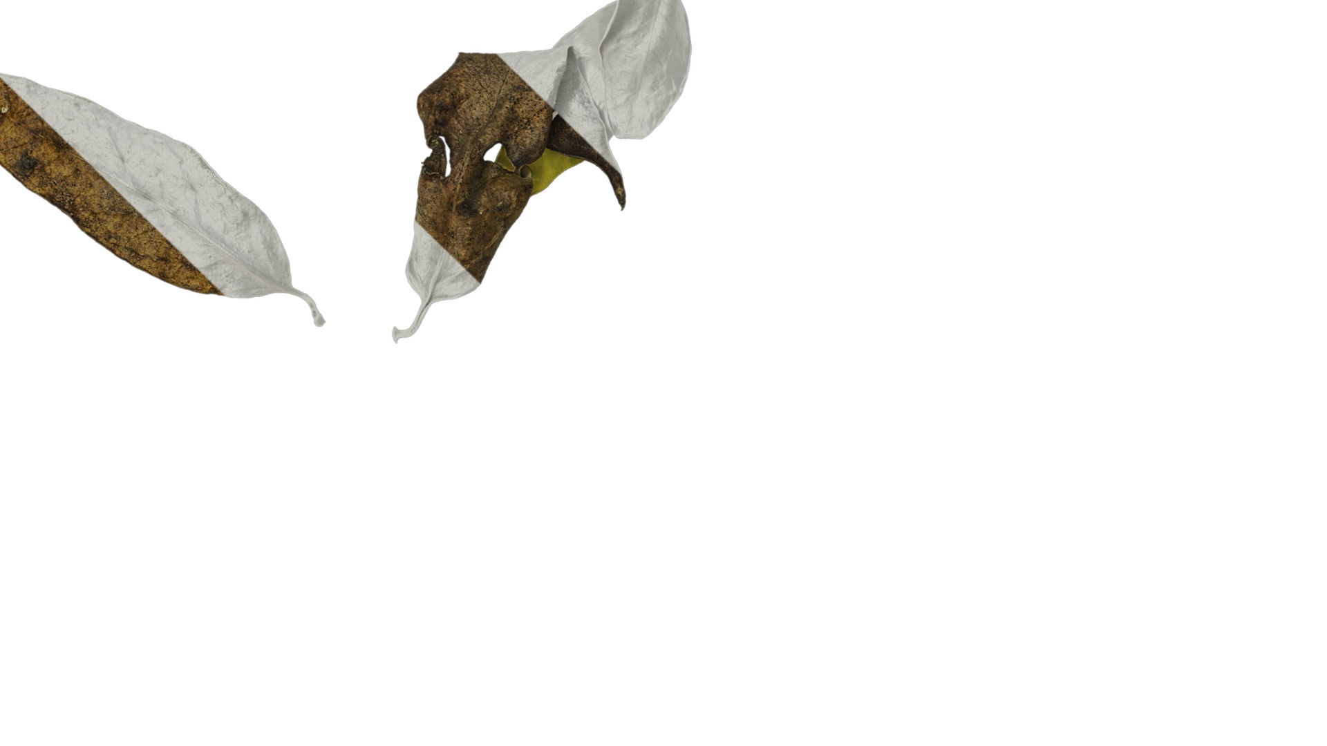 Anydrafts Dead leaves 02 Texture_3