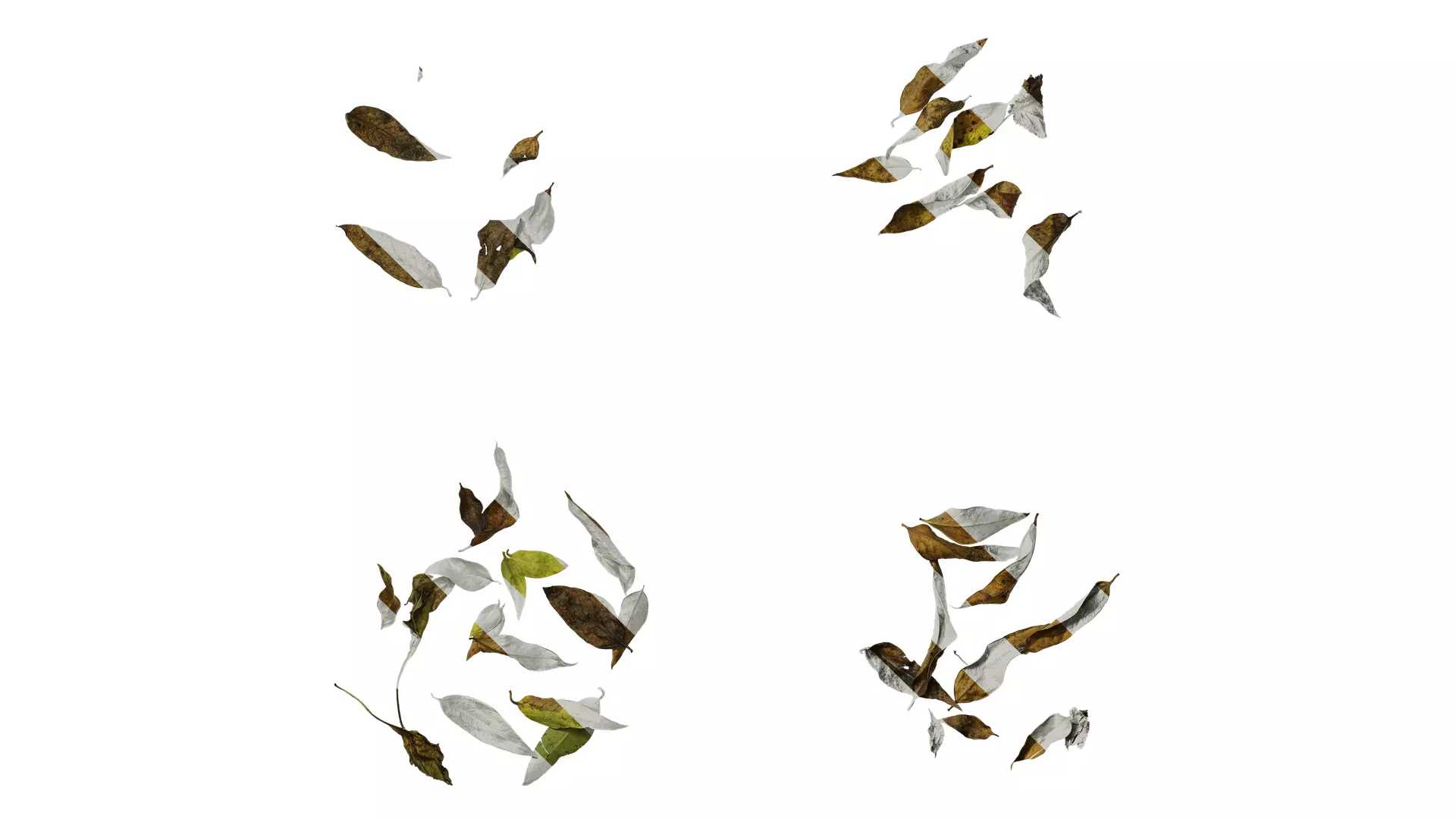 Anydrafts Dead leaves 02 Texture_0