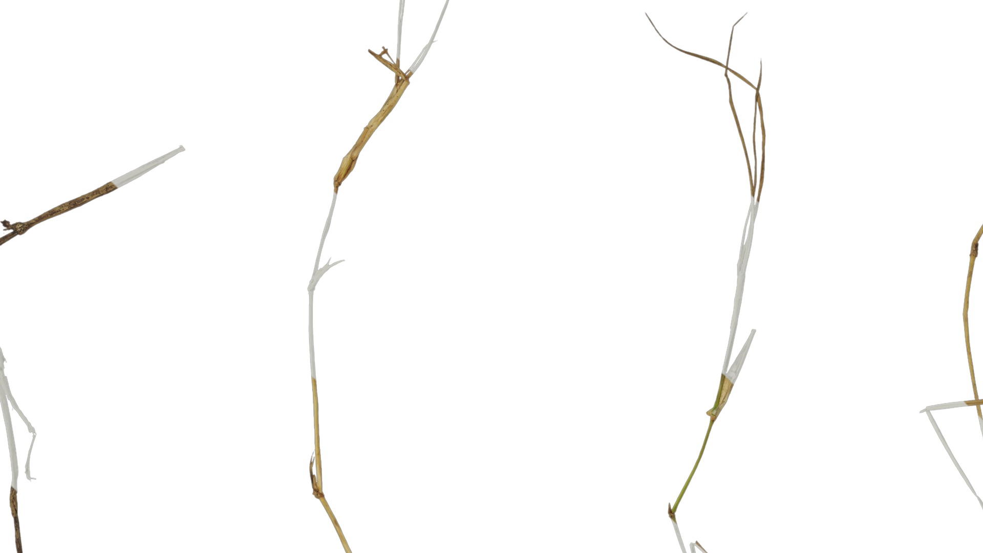 Anydrafts Dead stalks 05 Texture_1