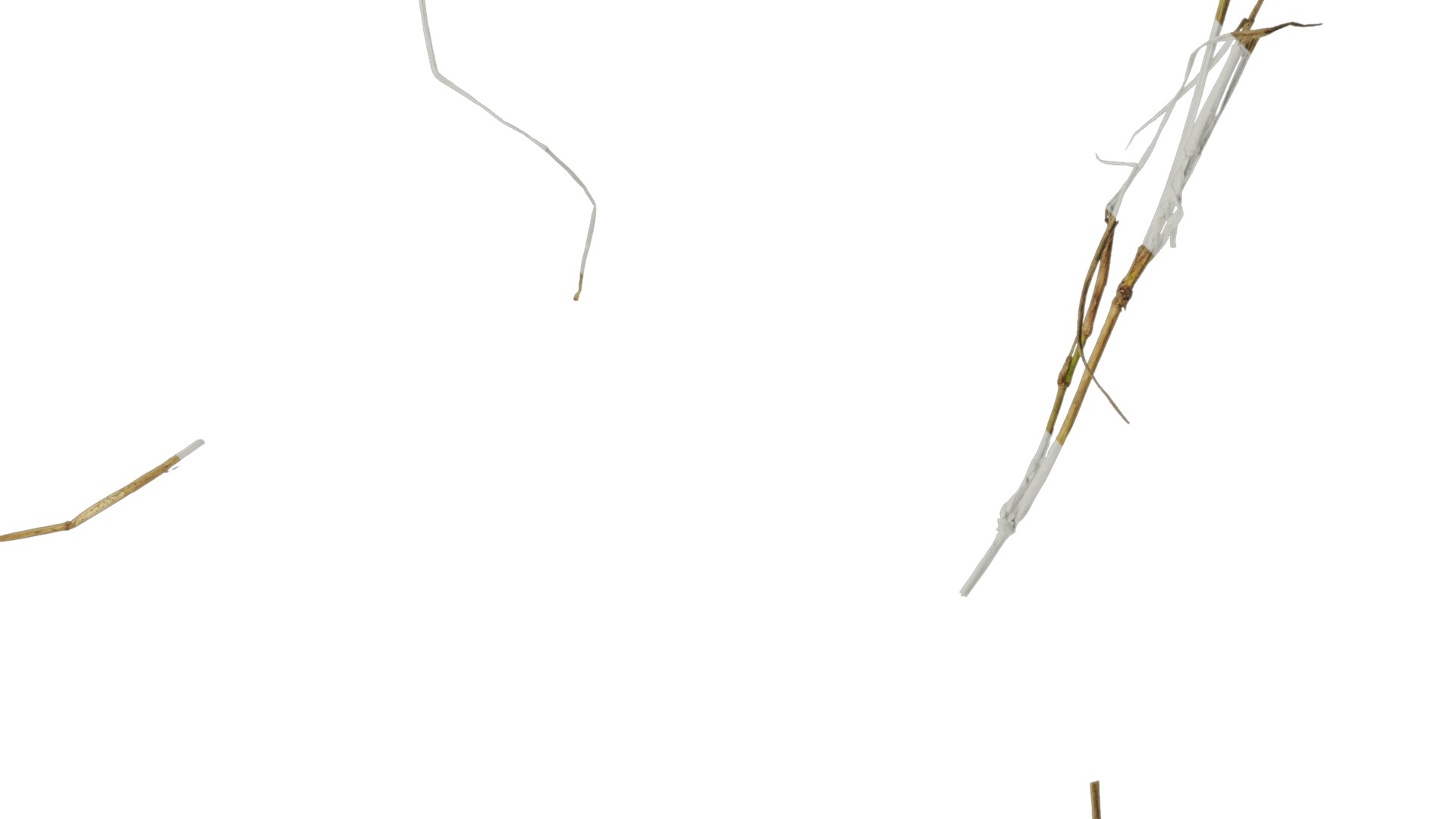 Anydrafts Dead stalks 05 Texture_4