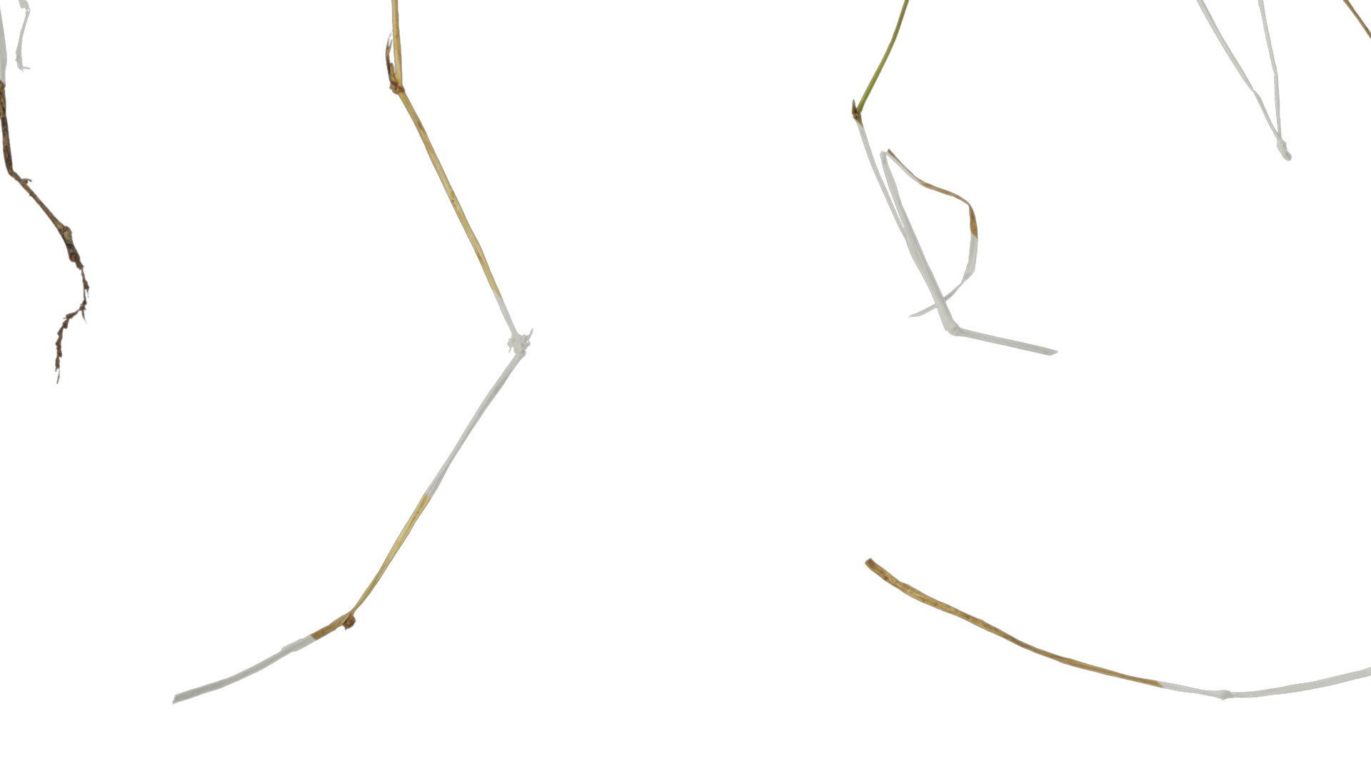 Anydrafts Dead stalks 05 Texture_3