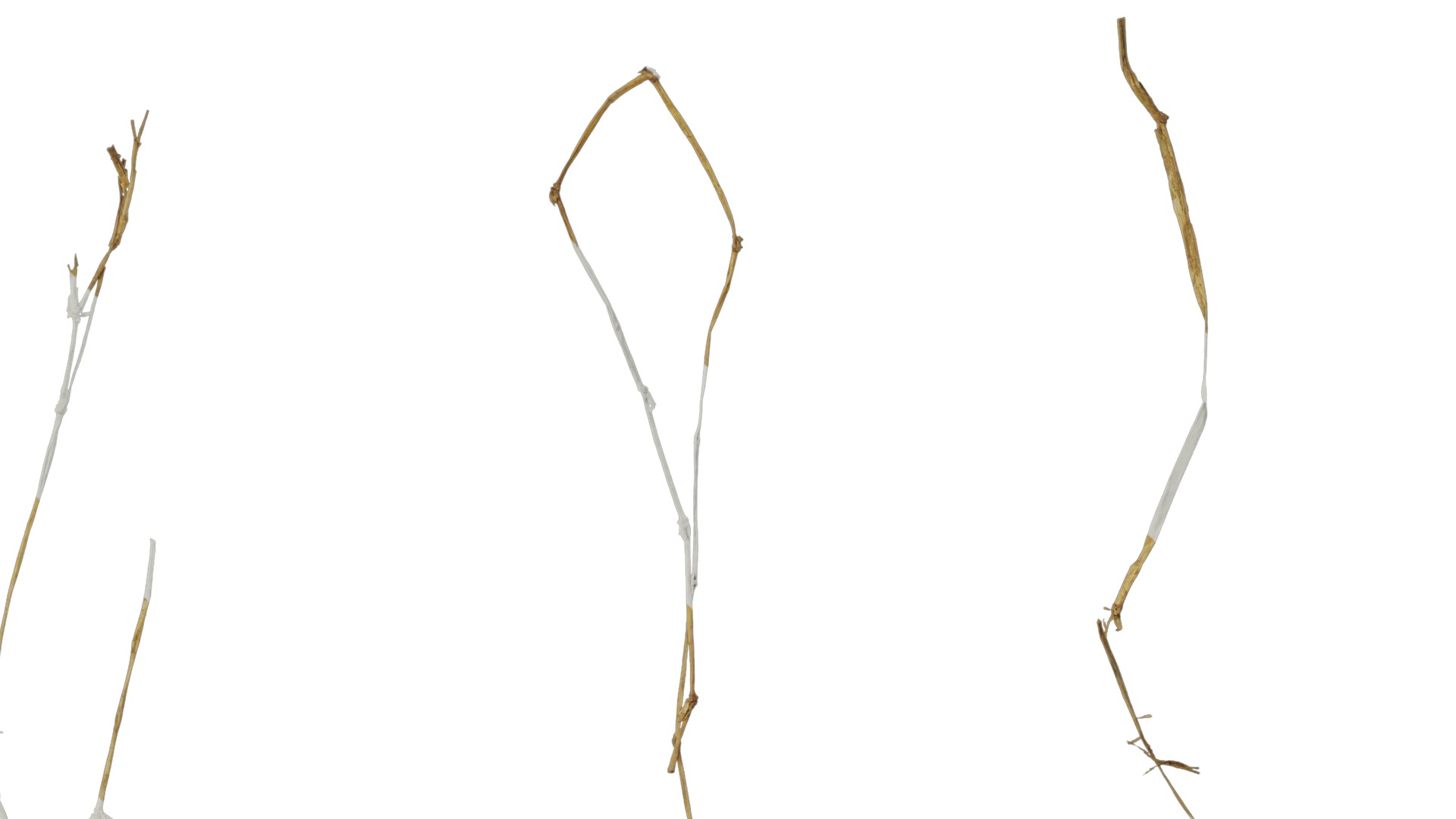 Anydrafts Dead stalks 05 Texture_6