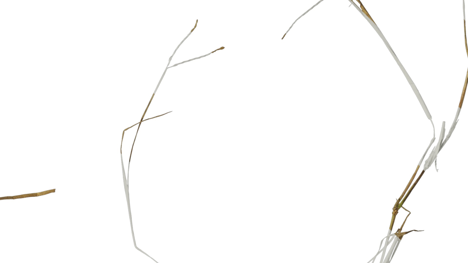 Anydrafts Dead stalks 05 Texture_2