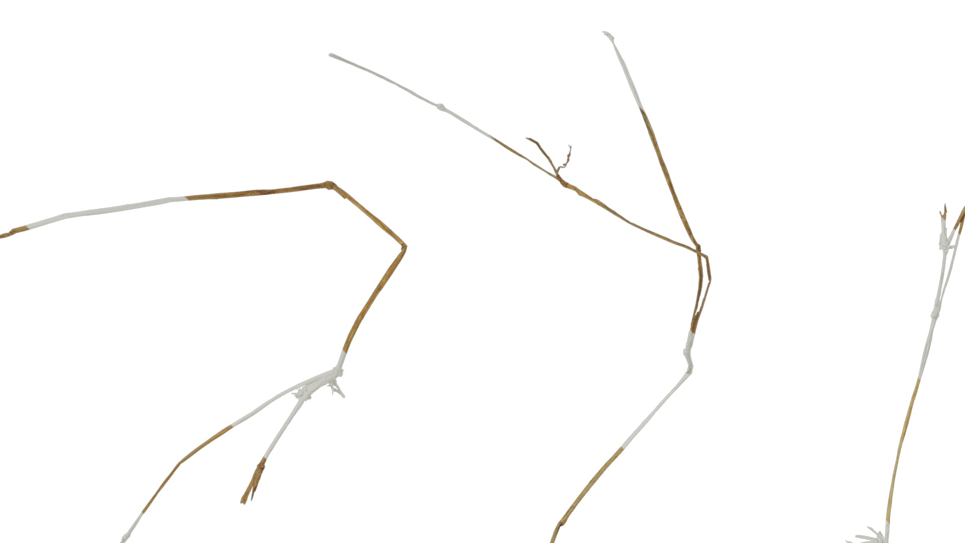 Anydrafts Dead stalks 05 Texture_5