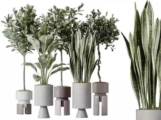 AV Indoor plants set 154 Ficus Microcarpa  and Green Sansevieria