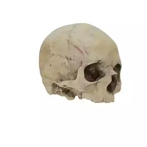 Human Skull Realistic - Anatomical Reference with PBR Textures
