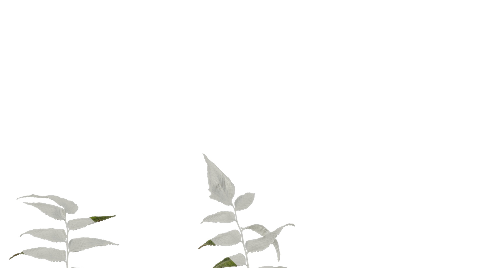 Anydrafts Cyrtomium fortunei Atlas 04 Texture_1