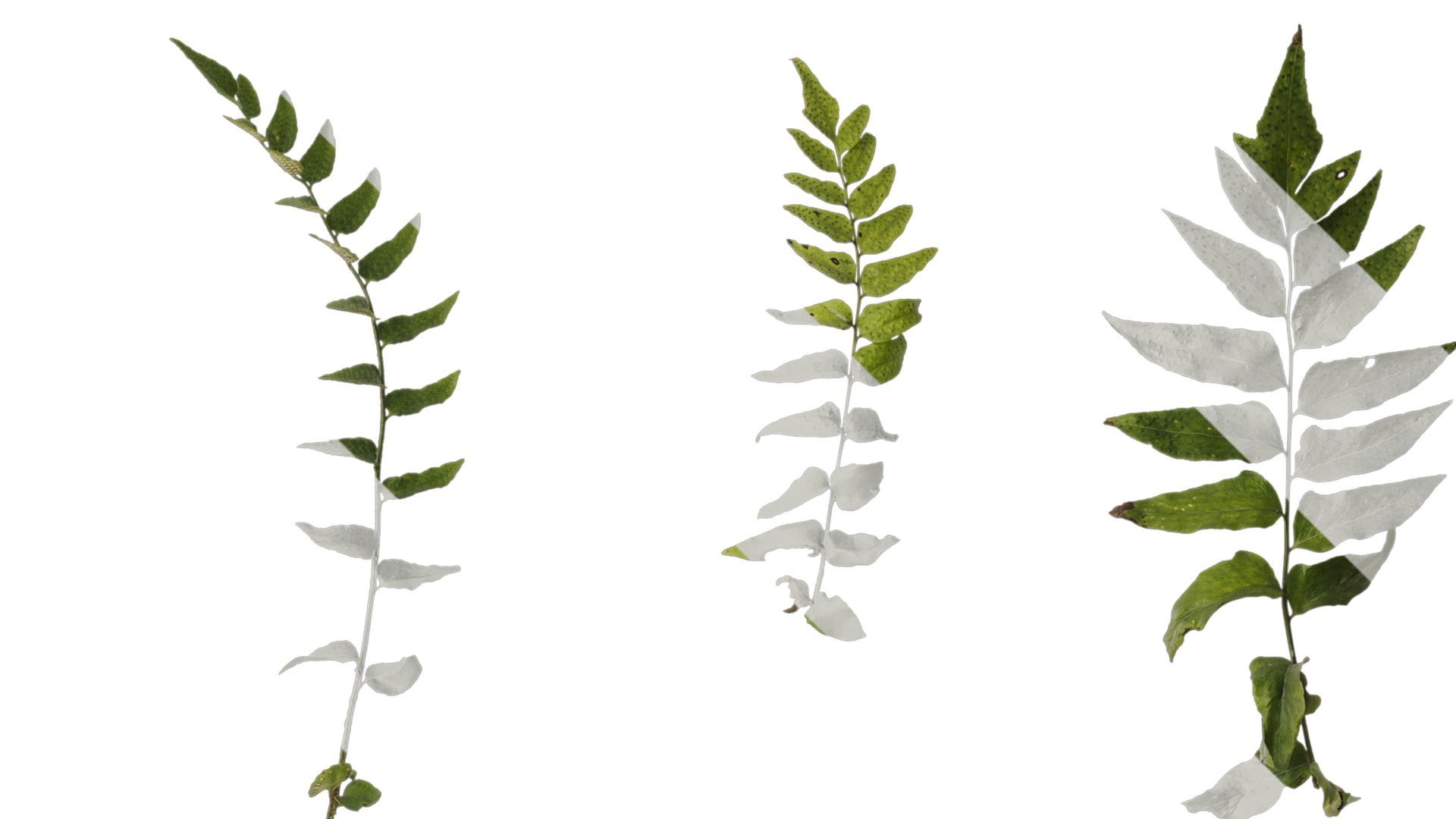 Anydrafts Cyrtomium fortunei Atlas 04 Texture_2