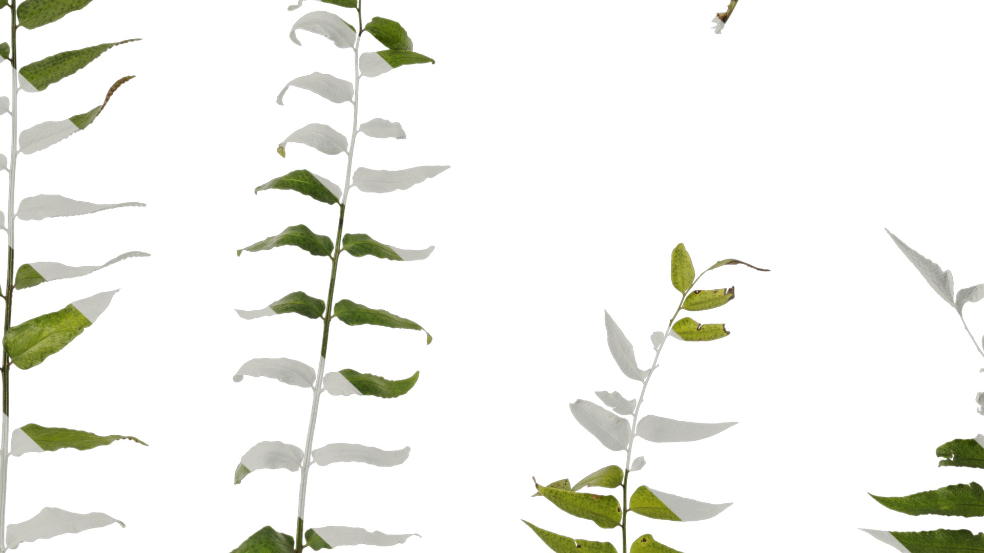 Anydrafts Cyrtomium fortunei Atlas 04 Texture_7