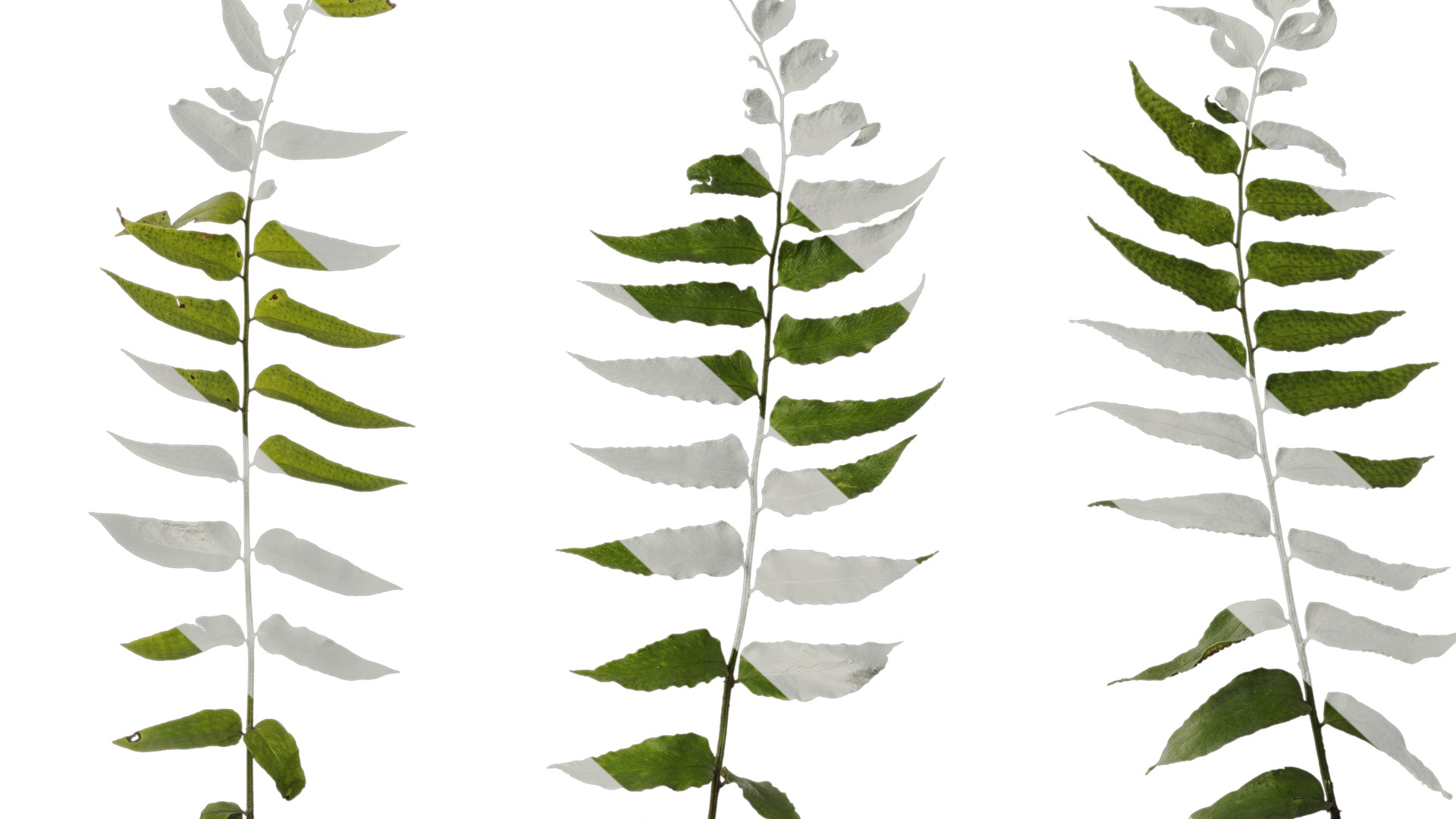 Anydrafts Cyrtomium fortunei Atlas 04 Texture_6