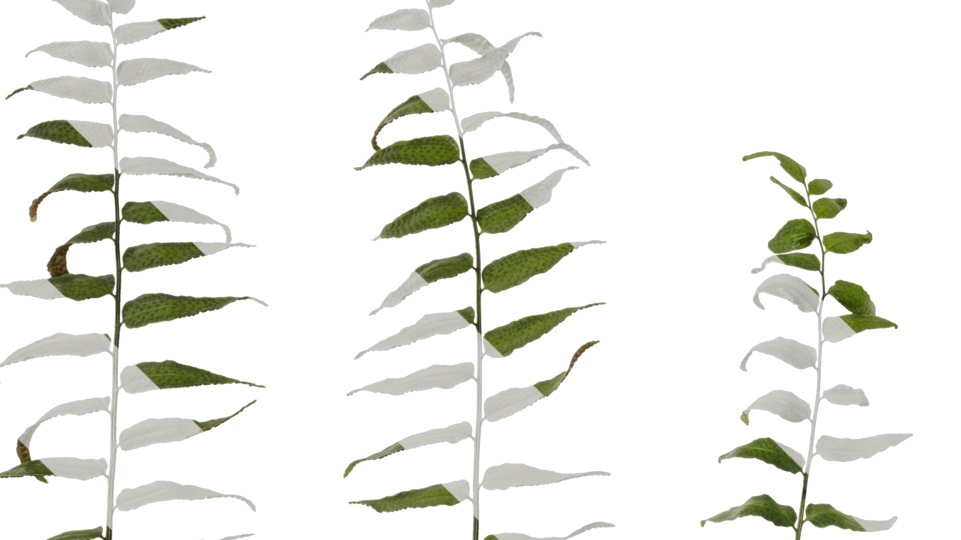 Anydrafts Cyrtomium fortunei Atlas 04 Texture_3