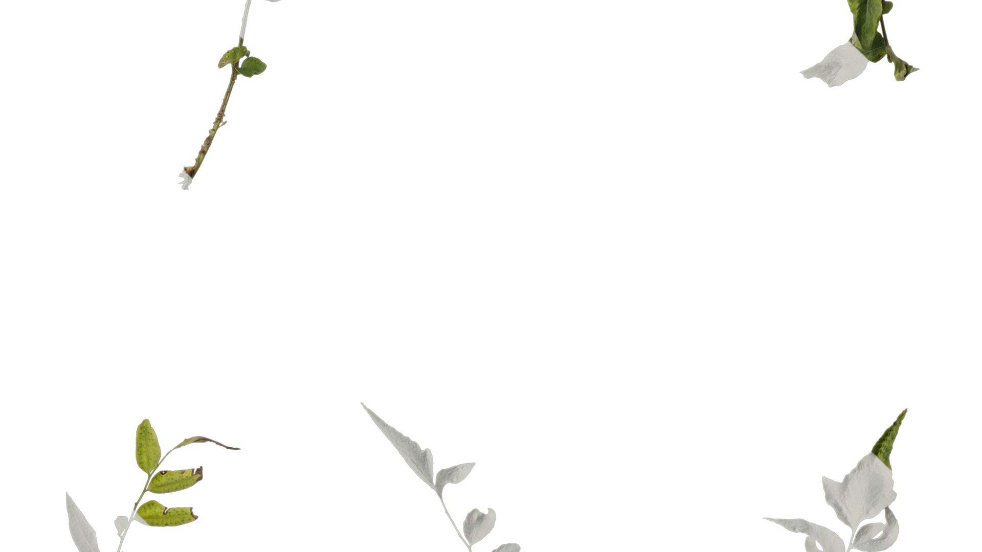 Anydrafts Cyrtomium fortunei Atlas 04 Texture_4