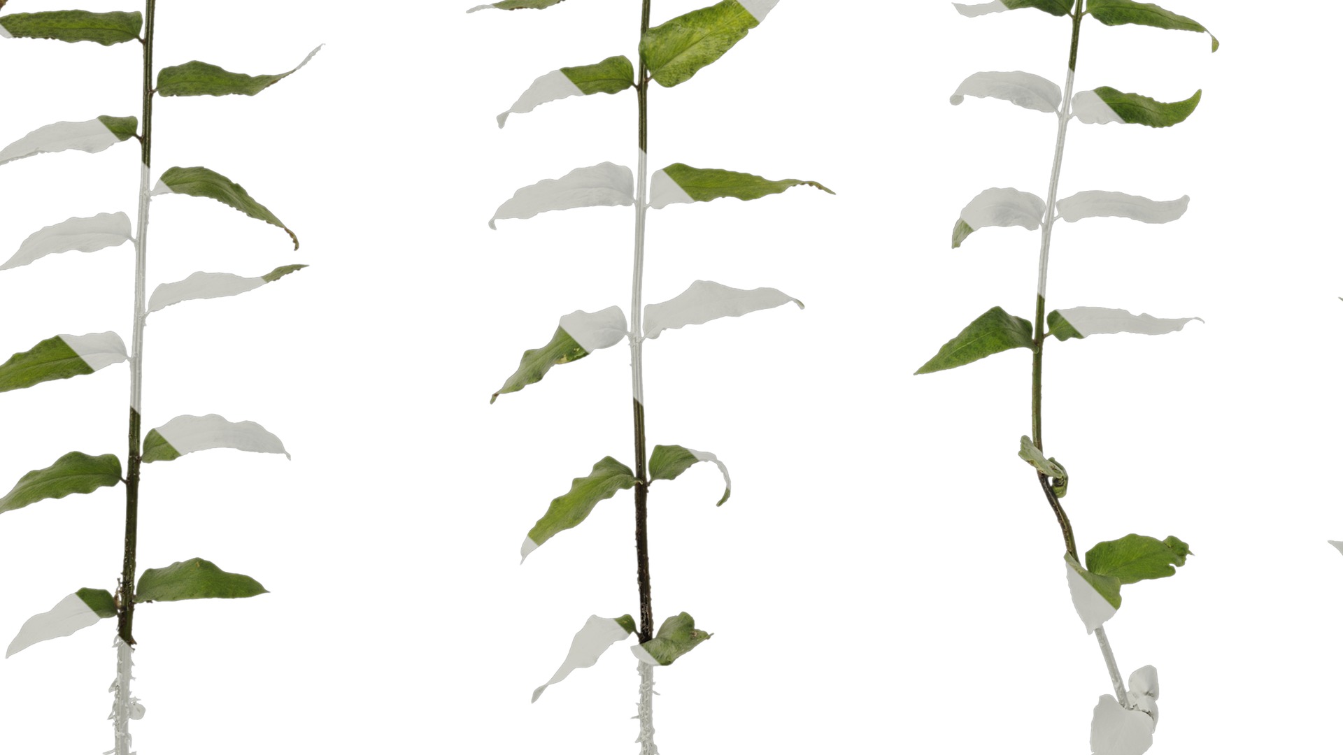 Anydrafts Cyrtomium fortunei Atlas 04 Texture_5