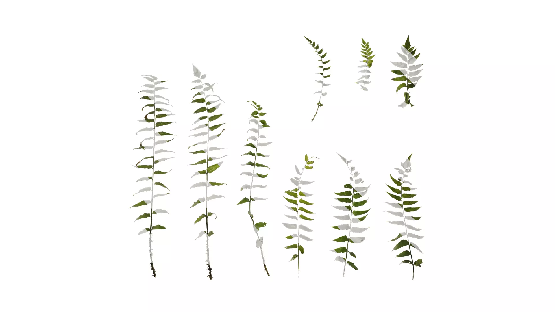 Anydrafts Cyrtomium fortunei Atlas 04 Texture_0