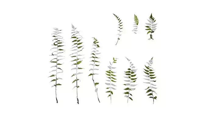 Anydrafts Cyrtomium fortunei Atlas 04