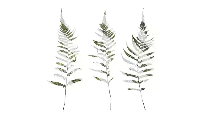 Anydrafts Dennstaedtia wilfordii Atlas 01