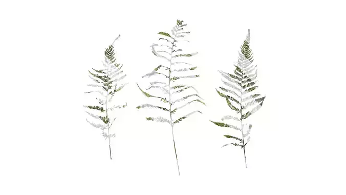 Anydrafts Dennstaedtia wilfordii Atlas 02