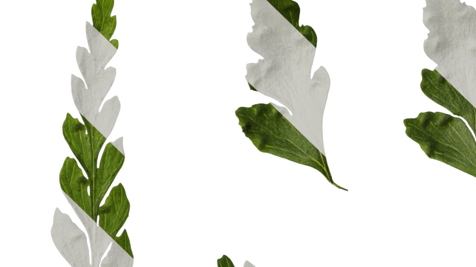 Anydrafts Dennstaedtia wilfordii Leaf 02 Texture_1