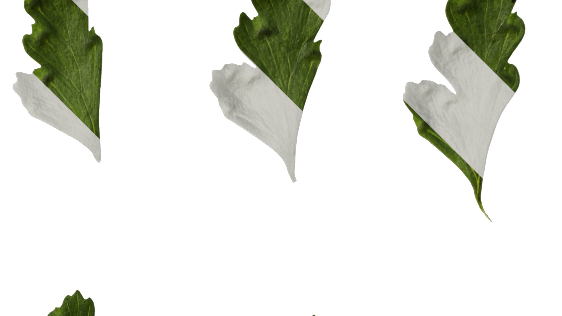 Anydrafts Dennstaedtia wilfordii Leaf 02 Texture_2