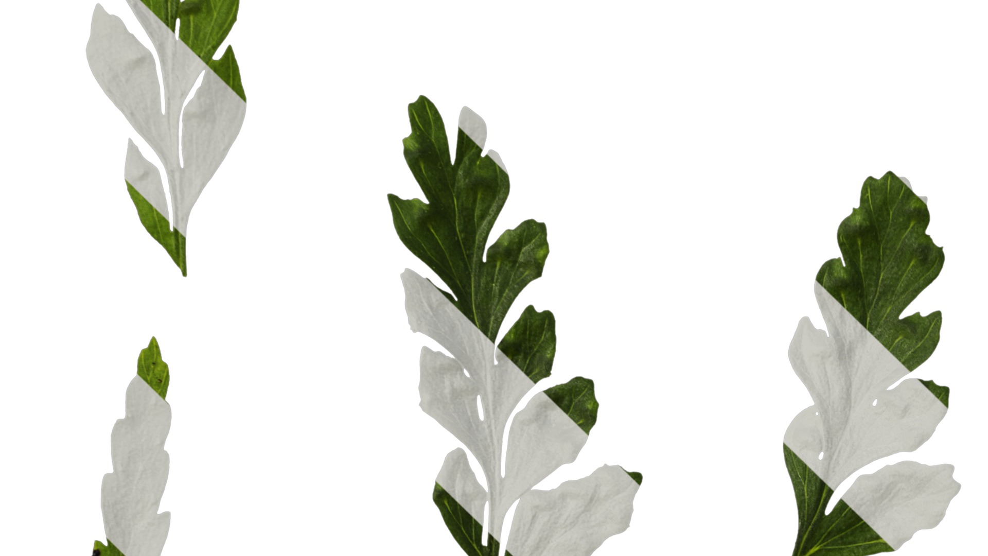 Anydrafts Dennstaedtia wilfordii Leaf 02 Texture_3