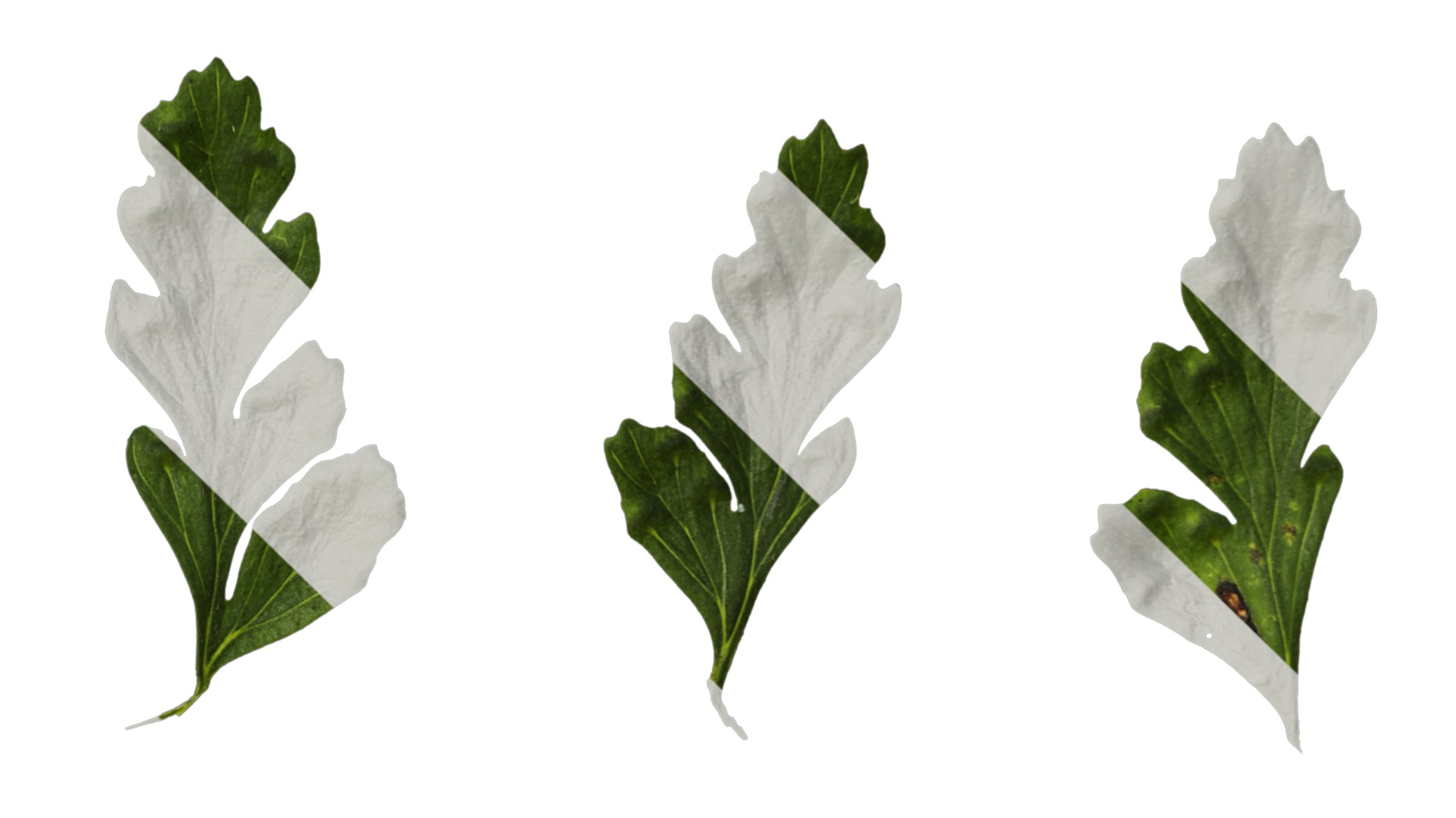 Anydrafts Dennstaedtia wilfordii Leaf 02 Texture_4