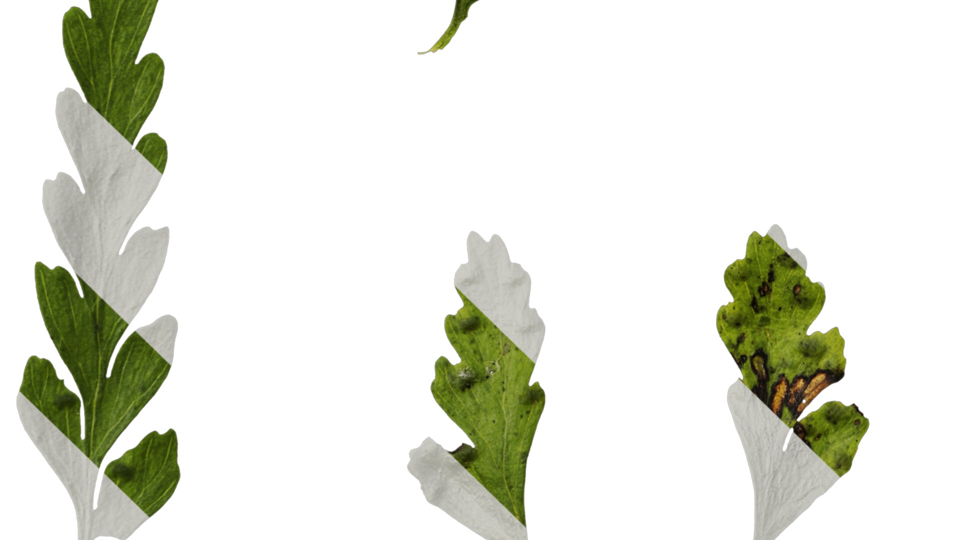 Anydrafts Dennstaedtia wilfordii Leaf 02 Texture_5