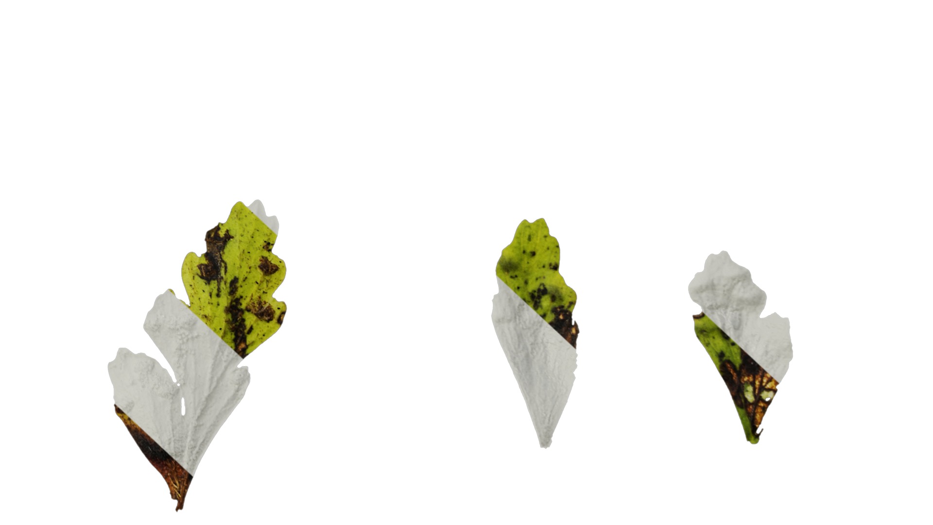 Anydrafts Dennstaedtia wilfordii Leaf 02 Texture_6