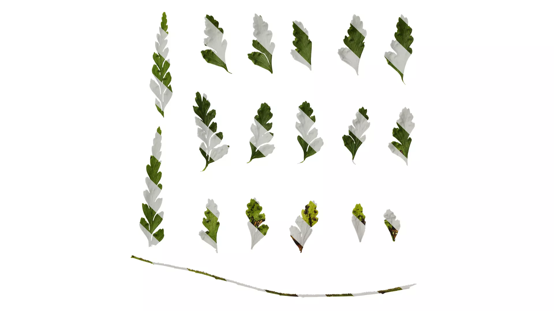 Anydrafts Dennstaedtia wilfordii Leaf 02 Texture_0