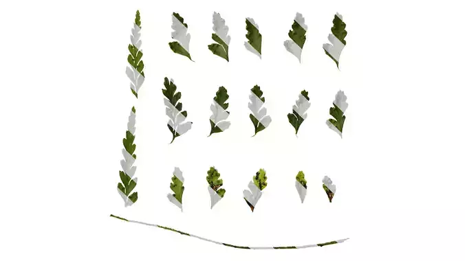 Anydrafts Dennstaedtia wilfordii Leaf 02