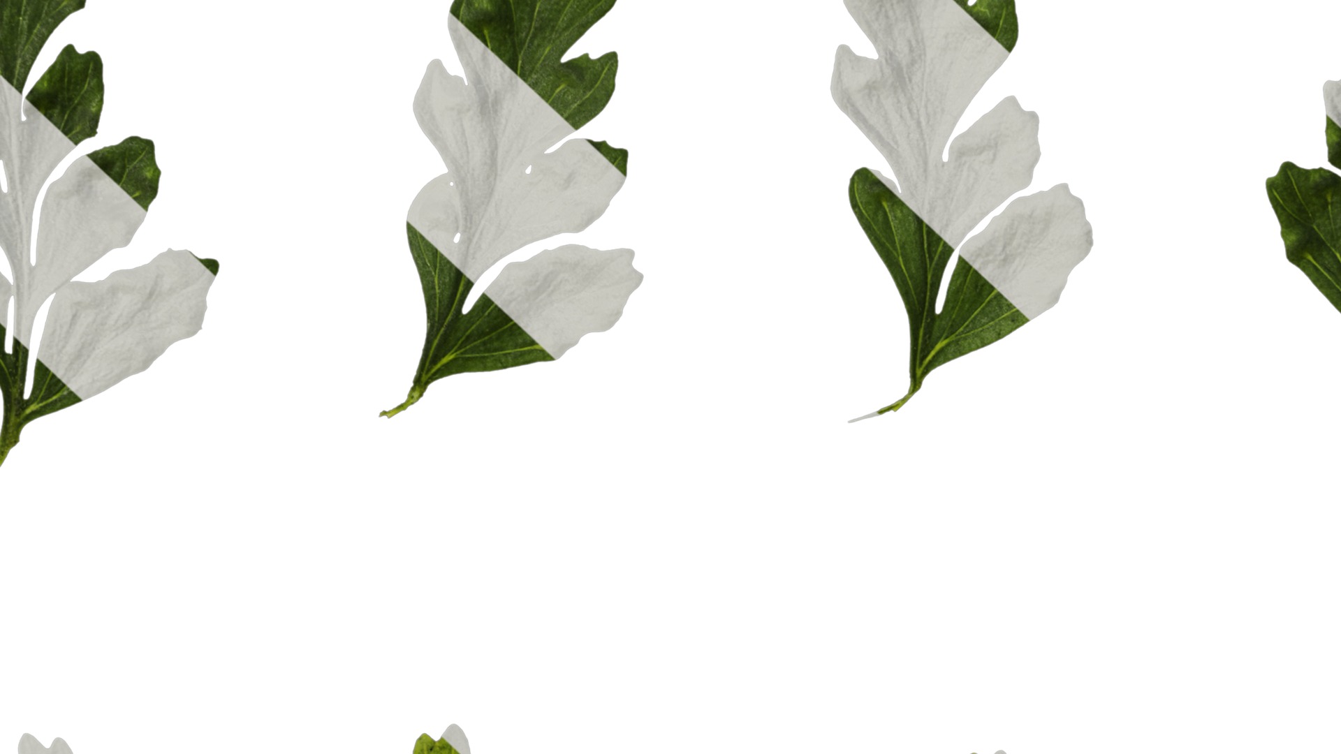 Anydrafts Dennstaedtia wilfordii Leaf 02 Texture_7