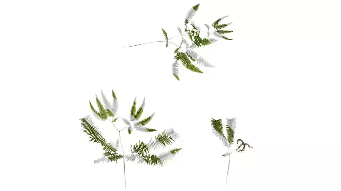 Anydrafts Dicranopteris linearis Atlas 13