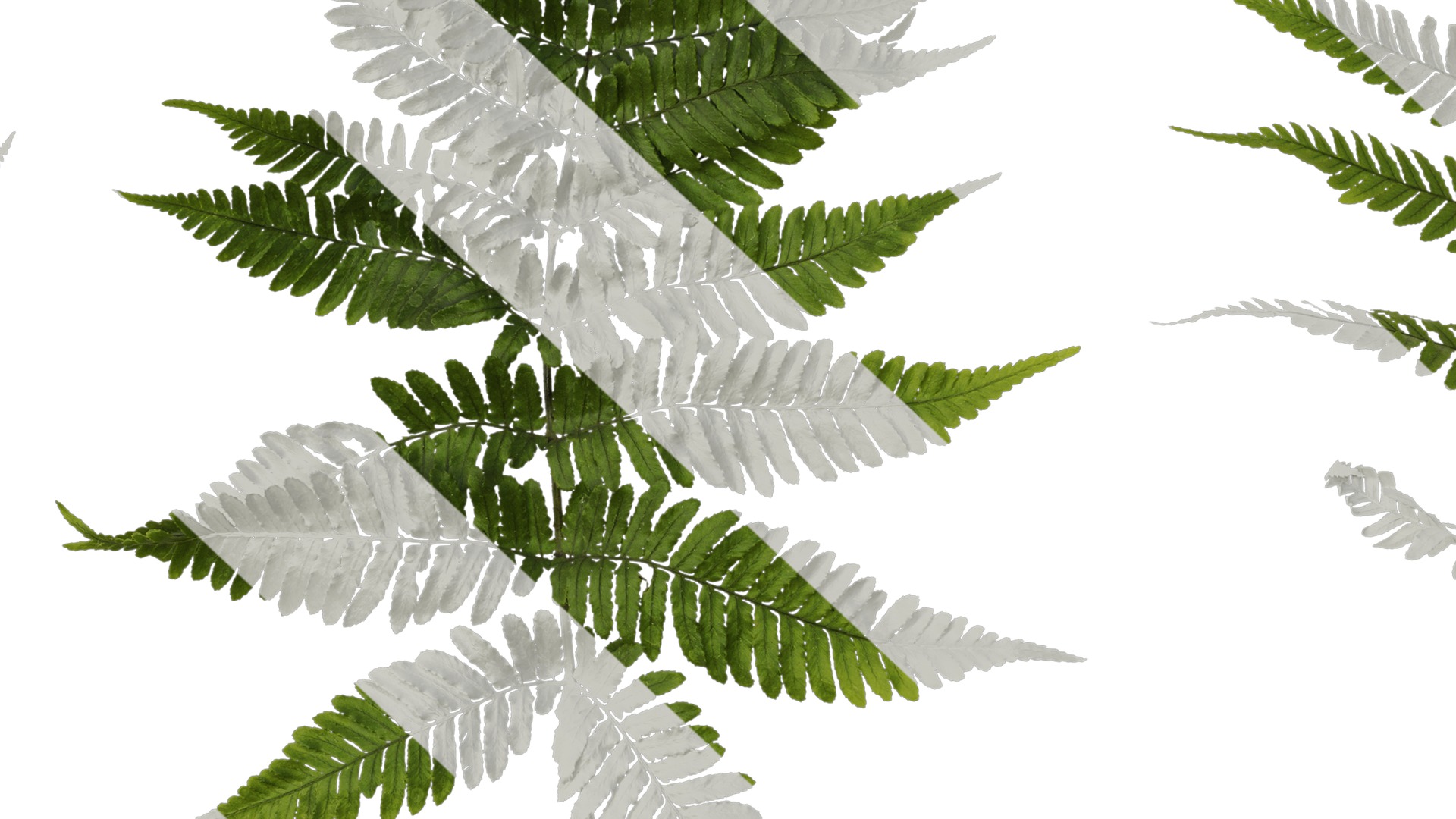 Anydrafts Dryopteris erythrosora Atlas 01 Texture_7