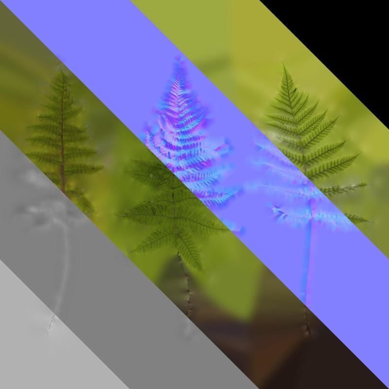 Anydrafts Dryopteris erythrosora Atlas 01 Texture_8