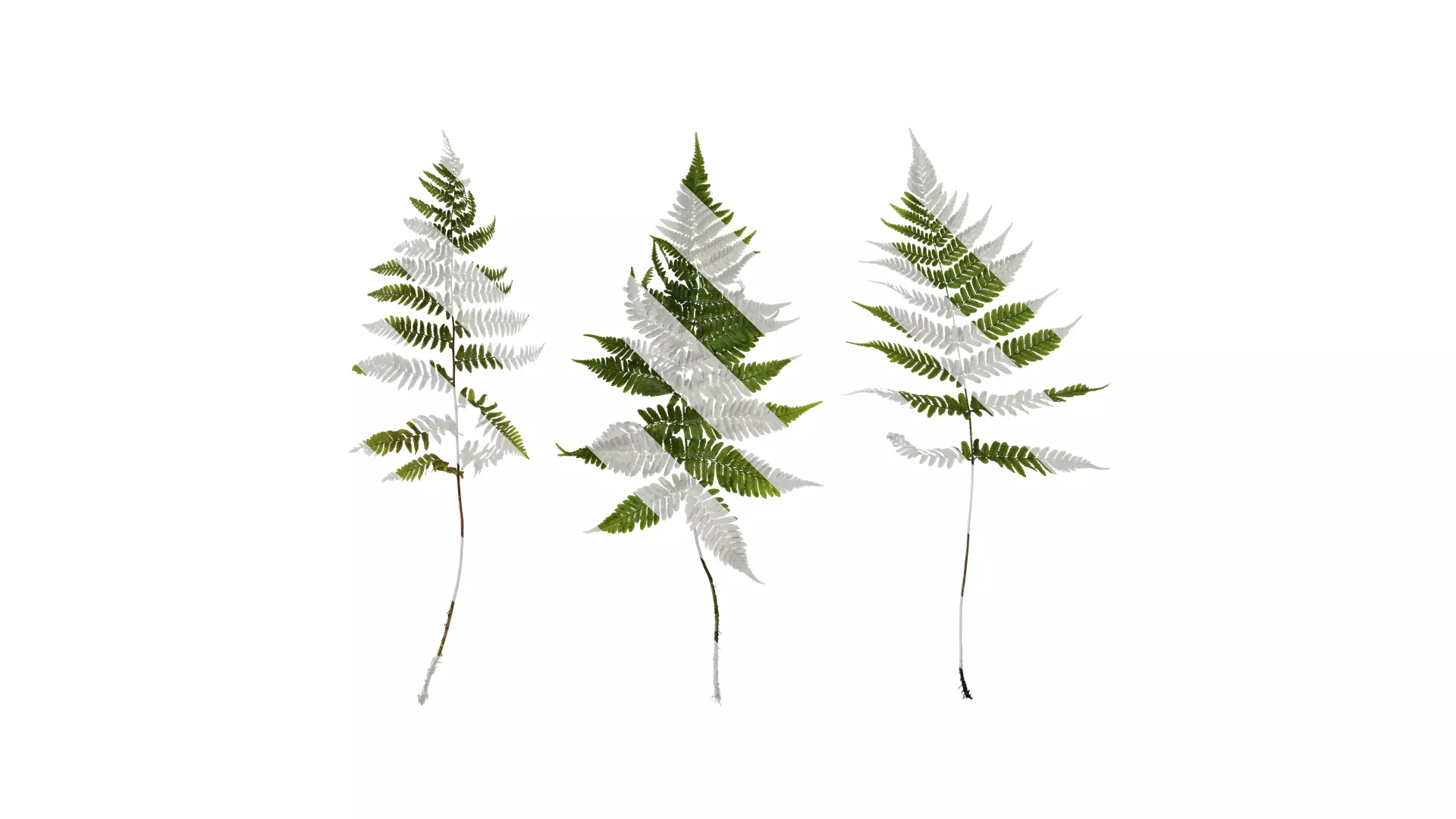 Anydrafts Dryopteris erythrosora Atlas 01 Texture_0