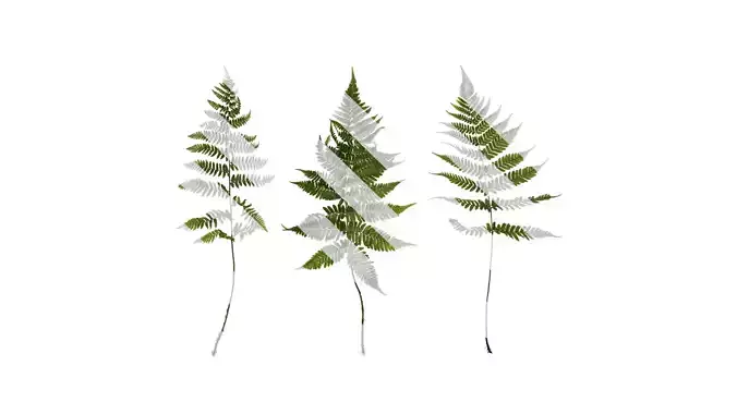 Anydrafts Dryopteris erythrosora Atlas 01