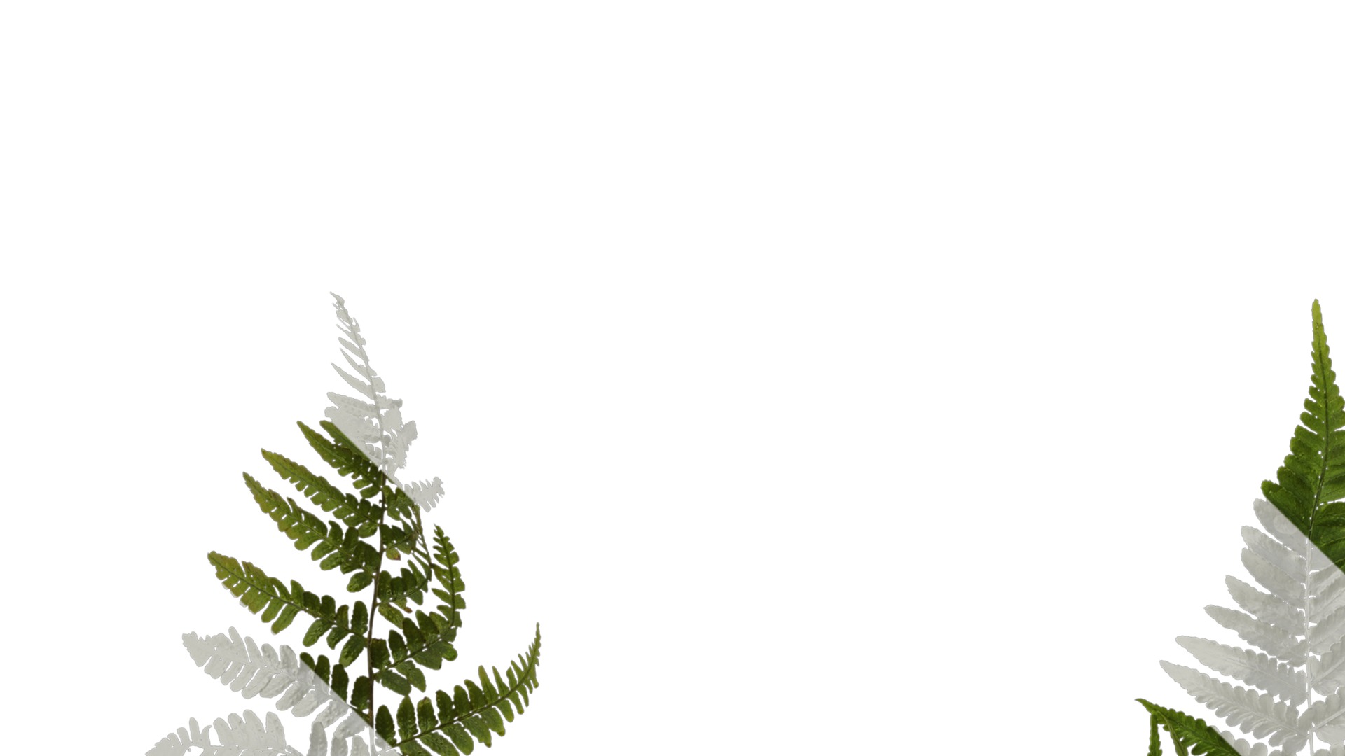 Anydrafts Dryopteris erythrosora Atlas 01 Texture_1