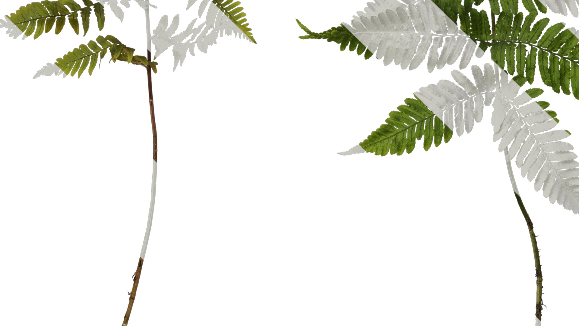 Anydrafts Dryopteris erythrosora Atlas 01 Texture_5