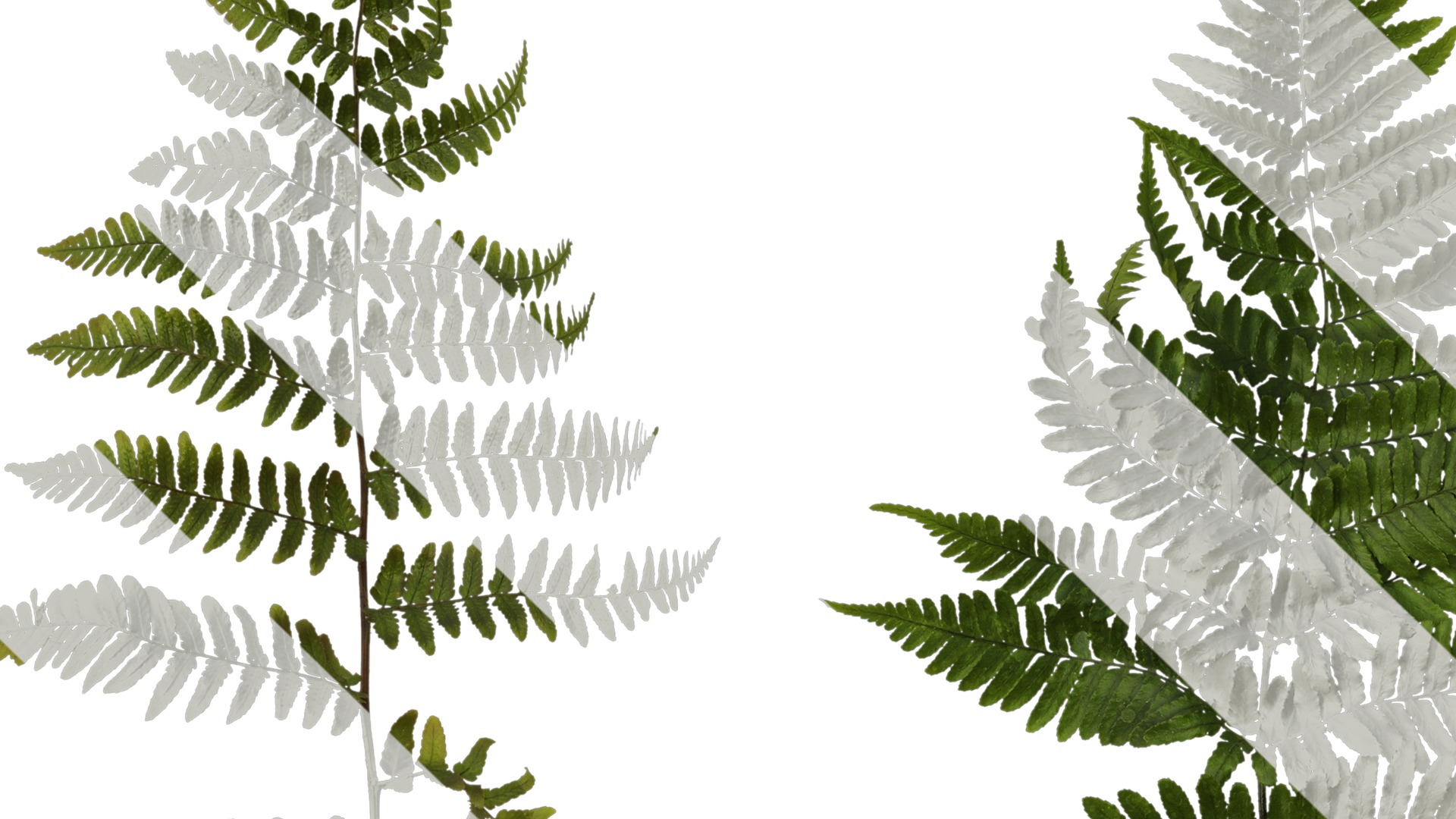 Anydrafts Dryopteris erythrosora Atlas 01 Texture_3