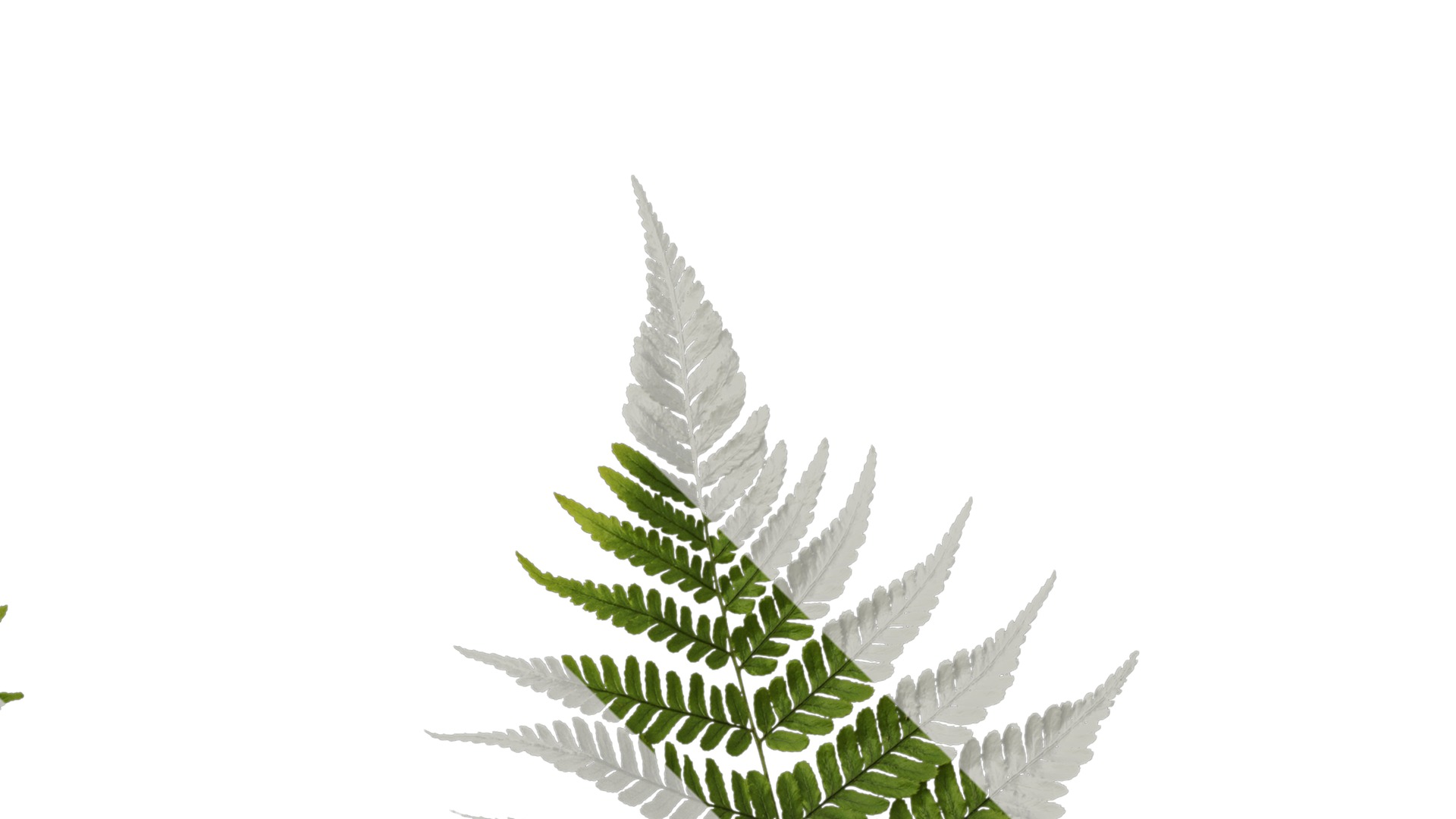 Anydrafts Dryopteris erythrosora Atlas 01 Texture_2