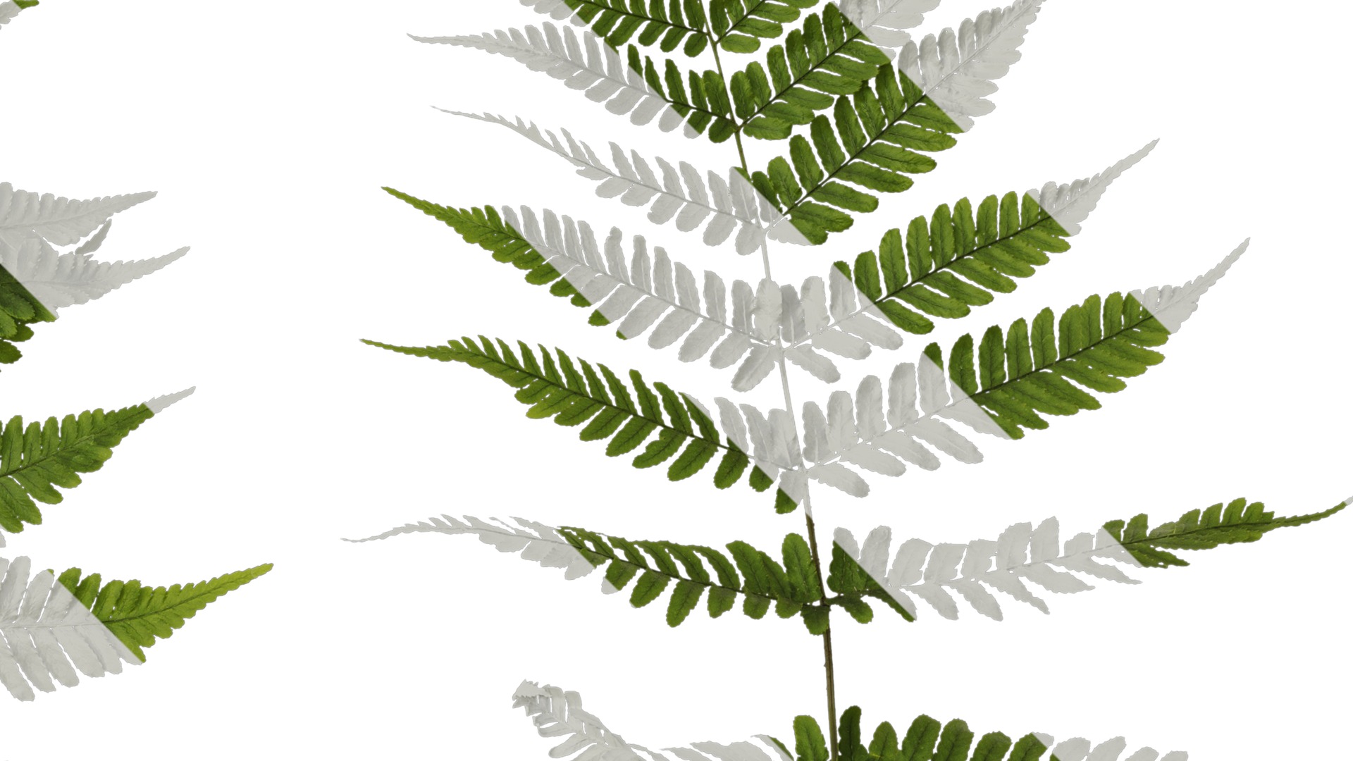 Anydrafts Dryopteris erythrosora Atlas 01 Texture_4