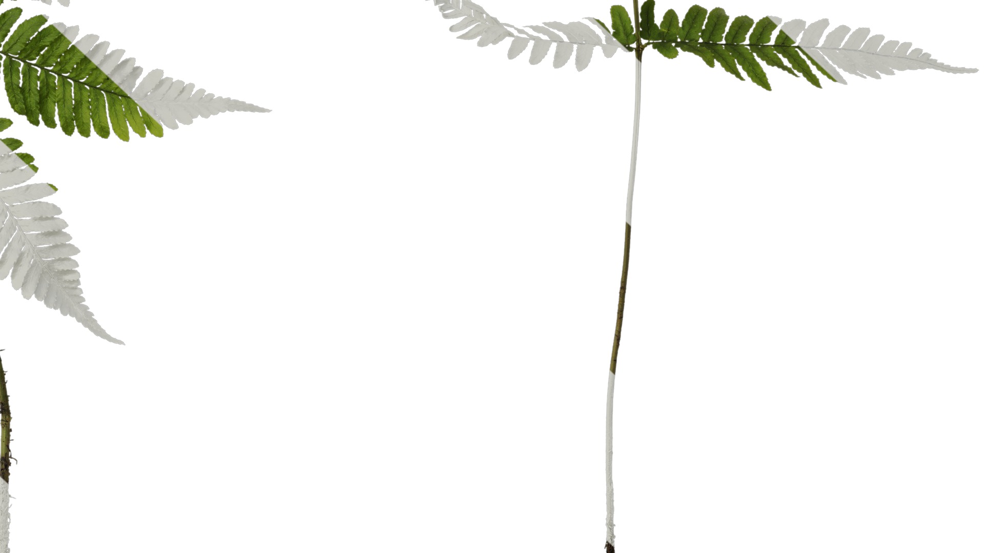 Anydrafts Dryopteris erythrosora Atlas 01 Texture_6