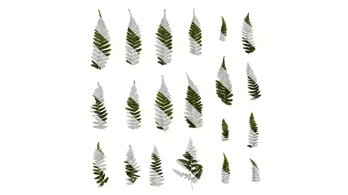 Anydrafts Dryopteris erythrosora Atlas 02