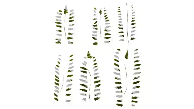 Anydrafts Dryopteris erythrosora Leaf 01