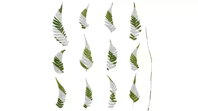 Anydrafts Dryopteris sordidipes Leaf 02