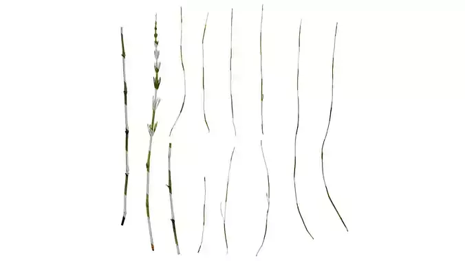 Anydrafts Equisetum arvense Leaf 01 Texture