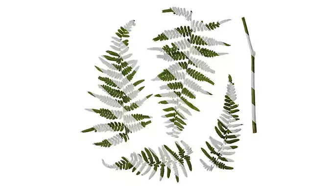 Anydrafts Hypolepis punctata Atlas 01